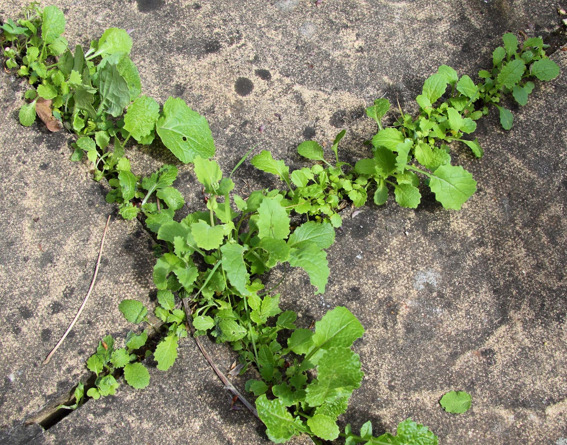 Weeding services in Blackburn