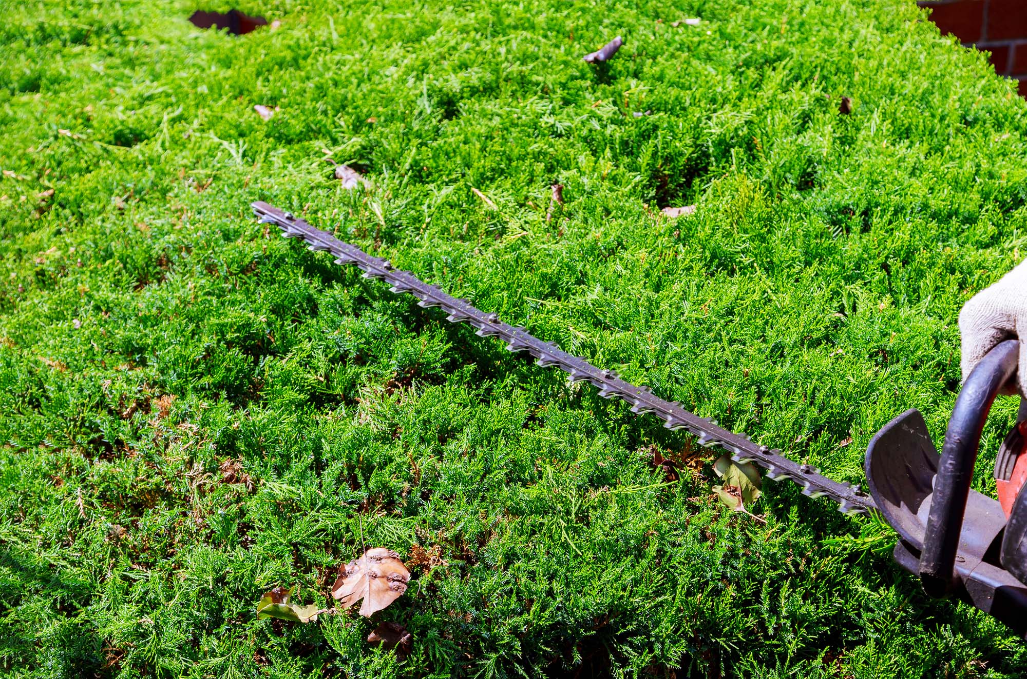Hedge cutting in Blackburn